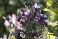 Purple and white aquilegia flowers. Selective focus. June. 
