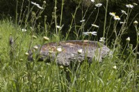 A stone bird bath within a wild, no mow area of garden. Grasses and ox-eye daisies grow freely around the bird bath. 
