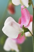 Lathyrus odoratus  'Painted Lady'  Sweet pea  June