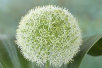 Allium karataviense  'Ivory Queen'  Kara Tau garlic  Ornamental onion  June