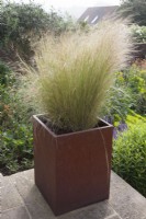  Nassella tenuissima  in rusty Corten steel container. Previously  Stipa tenuissima - Mexican Feather Grass