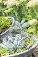 Succulents planted in shallow container