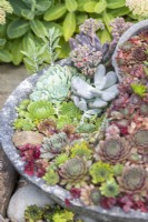 Sempervivums in shallow container