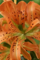 Lilium  'Must See'  Double pollen-free Asiatic hybrid lily  June

