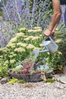 Woman watering succulent spill pot planter