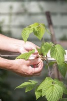 Woman tying in 'Glen Ample' Raspberries to wire and wooden support