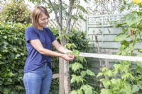 Woman tying in 'Glen Ample' Raspberries to wire and wooden support