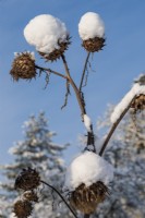 Cardoon seed head covered in snow