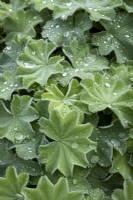 Alchemilla mollis, Lady's Mantle, foliage with rain drops
