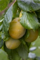 Prunus domestica 'Pershore Yellow Egg' - Yellow Egg Plum - ready to pick.