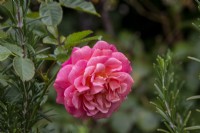 Rosa 'Peach Melba' - Rose of the Year 2023 - August