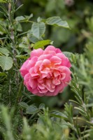 Rosa 'Peach Melba' - Rose of the Year 2023 - August