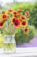 Gaillardia 'Goblin' - Blanket flower in glass vase