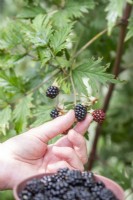 Woman Picking Blackberries from 'Oregon Thornless'