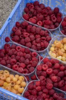 Harvesting autumn raspberries, punnets of freshly picked fruit