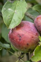 Diseased apples, scabs on fruit