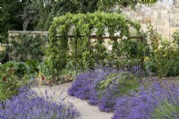 Lavender lining pathway in walled garden, large metal pergola in background, covered with a trained fruit tree