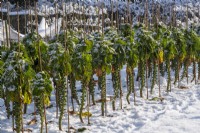 Brussel Sprouts covered in snow in wintry kitchen garden