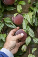 Picking peaches at the end of summer from a wall trained tree