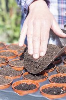 Woman placing a layer of compost over all of the pots to cover the seeds