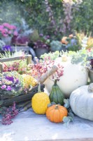 Pumpkins, squashes, Heuchera, berries and eucalyprus sprigs arranged on table