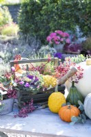Pumpkins, squashes, Heuchera, berries, cyclamen and a trug containing ornamental kale, squashes, trowel and carex grass arranged on table