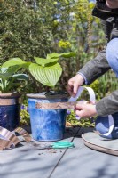Woman sticking copper tape around the top of a pot to protect Hostas from slugs