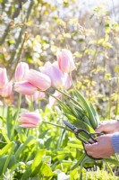 Woman using bonsai shears to cut Tulips