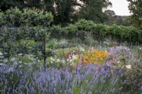 Large walled kitchen garden with cutting flowers, including lavender, Marigold and snapdragons. Trained apple tree behind