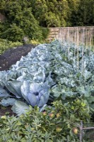 Mixed brassicas, in lines in large walled kitchen garden, with step over Apple trees in the foreground