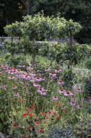 Large walled kitchen garden, with cutting flowers, including Echinacea, and poppies.