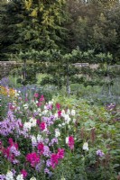Large vegetable and cutting garden, snapdragons, calendula, Salvia and scabious plants