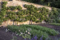 Espaliered fruit trees trained across the walls of a large kitchen garden