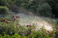 Using a water spray to water a vegetable and cutting garden, summer