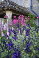 Rosa mutabilis, Lupin 'The Chatelaine' and Salvia in summer outside the porch at Gravetye Manor, Sussex