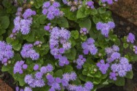 Ageratum houstonianum 'Aloha Blue' - Floss Flower in summer.