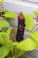 Phytolacca americana - Pokeweed with ripe fruit in summer.