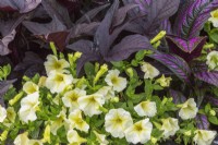 White and yellow Petunia, Ipomoea batatas - Sweet Potato and Strobilanthes dyerianus - Persian Shield in container in summer.