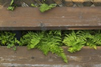 Pteridophyta - Fern plants growing under the stairs of a wooden deck in summer.