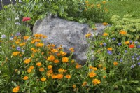 Orange Calendula officinalis 'Mandarin Twist' - English Marigold, Centaurea cyanus - Bluebottle and Sedum - Stonecrop in border with decorative rock in summer.