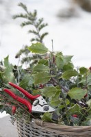 Winter display of cut evergreen holly and yew foliage with rose hips  and Felco secateurs in a wicker basket. Photographed in a snowcovered landscape.