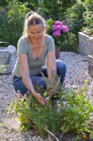 Woman removing spent flower spikes of Salvia verticillata to promote further blooms
