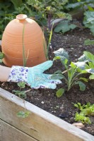 Adding fertiliser to Kale ' Nero di Toscana' using garden gloves for protection.