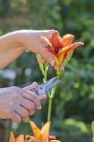 Woman picking edible flowers - hemerocallis.