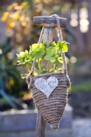 Helleborus odorus growing in a hanging container covered with rope.