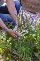 Woman removing spent flower spikes of Salvia verticillata to promote further blooms
