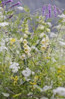 Wild flower meadow including Digitalis grandiflora - Large yellow foxglove,  Daucus carota - wild carrots, Lotus corniculatus - Birds foot trefoil and Vicia cracca - tufted vetch.