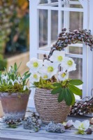 Snowdrops in a terracotta pot and Christmas roses in a rope covered pot.