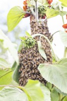 Bees swarming around Sunflower stem