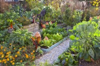 Autumnal kitchen garden with raised beds full of late vegetables including kale, lettuce, Swiss chard,, chicory, Brussels sprouts and carrots.